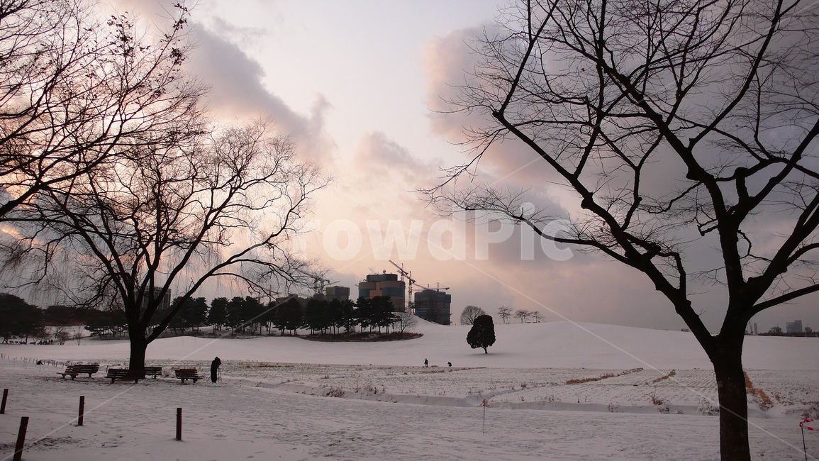 nature,자연,outdoors,옥외,tree,식물,plant,나무,올림픽공원,나홀로나무,겨울,계절,winter,season