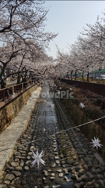 로망스다리,진해,군항제,봄,벚꽃,봄,계절,spring,season,도시,풍경,city,landscape,축제,행사,festival,carnival,event,plant,식물