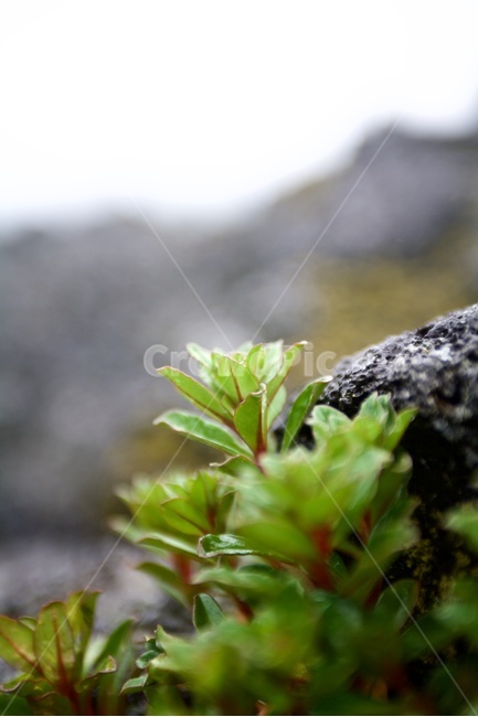화산석,들꽃,초록색,현무암,돌틈의꽃,green,포커스아웃,식물,자연,plants,nature