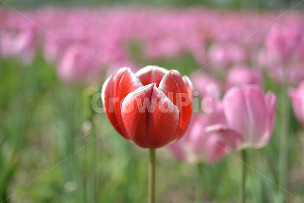 꽃,튤립,봄,빨강,붉은,빨간,산책,공원,나들이,휴식,휴양,식물,식물,자연,plants,nature,꽃,flower
