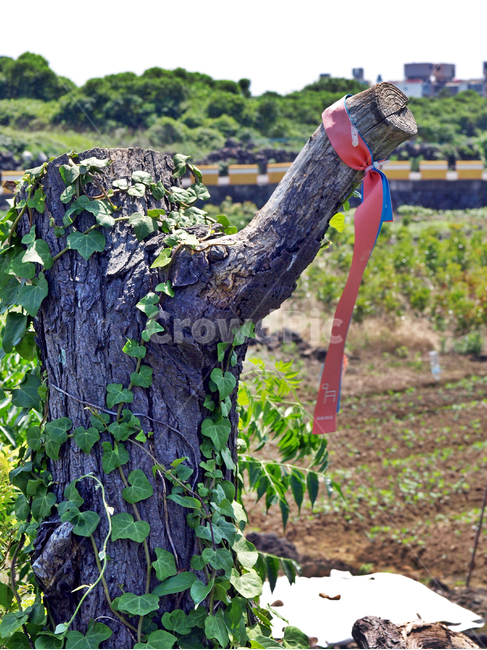 리본,올레안내,올레,고목,표식,밭,농작물,나무,trees,wood