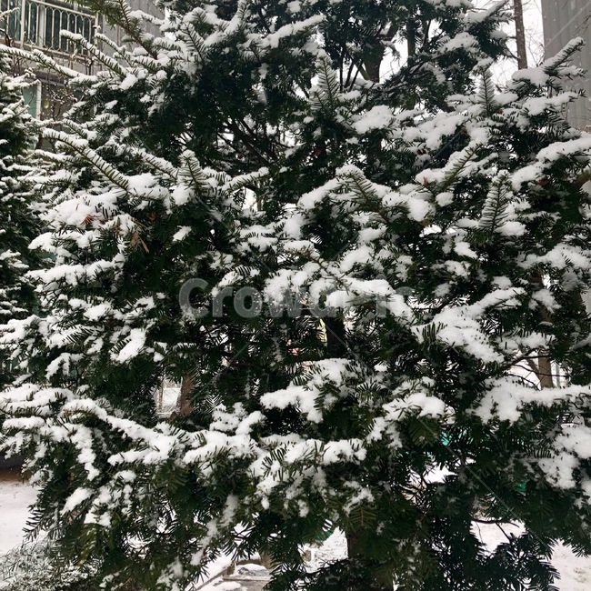 눈,나무,snow,tree,winter