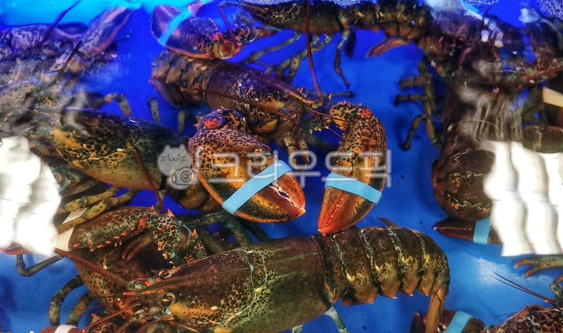 랍스터, lobster, 갑각류, 수산물, seafood, 사진,이미지,일러스트,캘리그라피 - SeeOn작가