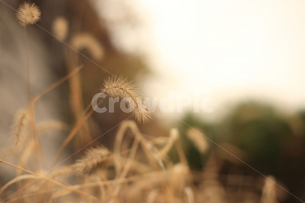 강아지풀,해질녘,감성,풀,부드러운,따뜻한,따스한,sunset,sensitive,가을,계절,fall,autumn,season,식물,자연,plants,nature,감성,sensible,feeling,grass,잔디,plant,lawn
