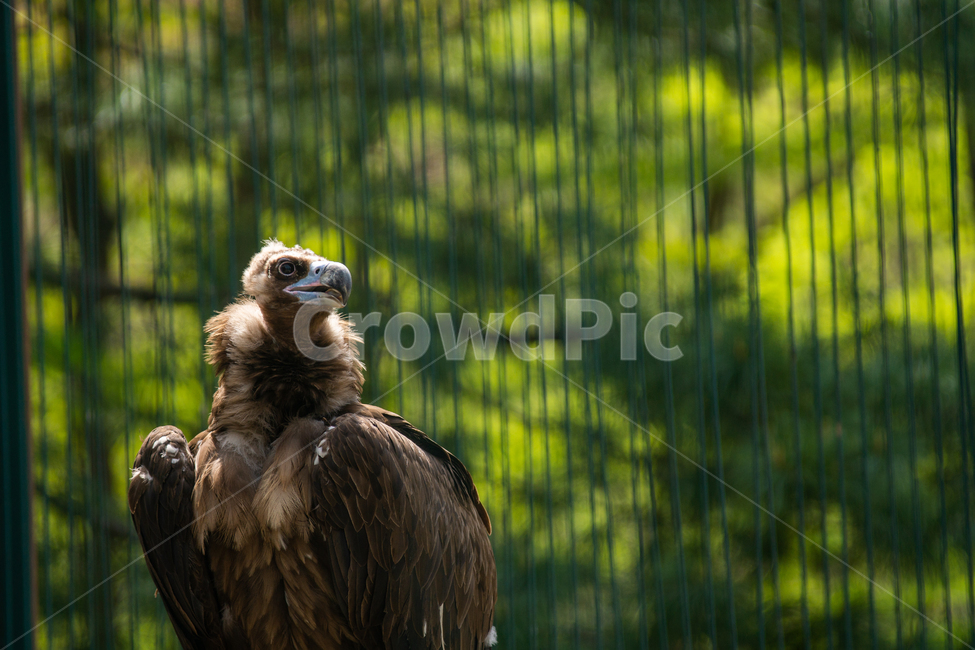 독수리,동물,동물원,풍경,비상,동물,animal,조류,새,birds