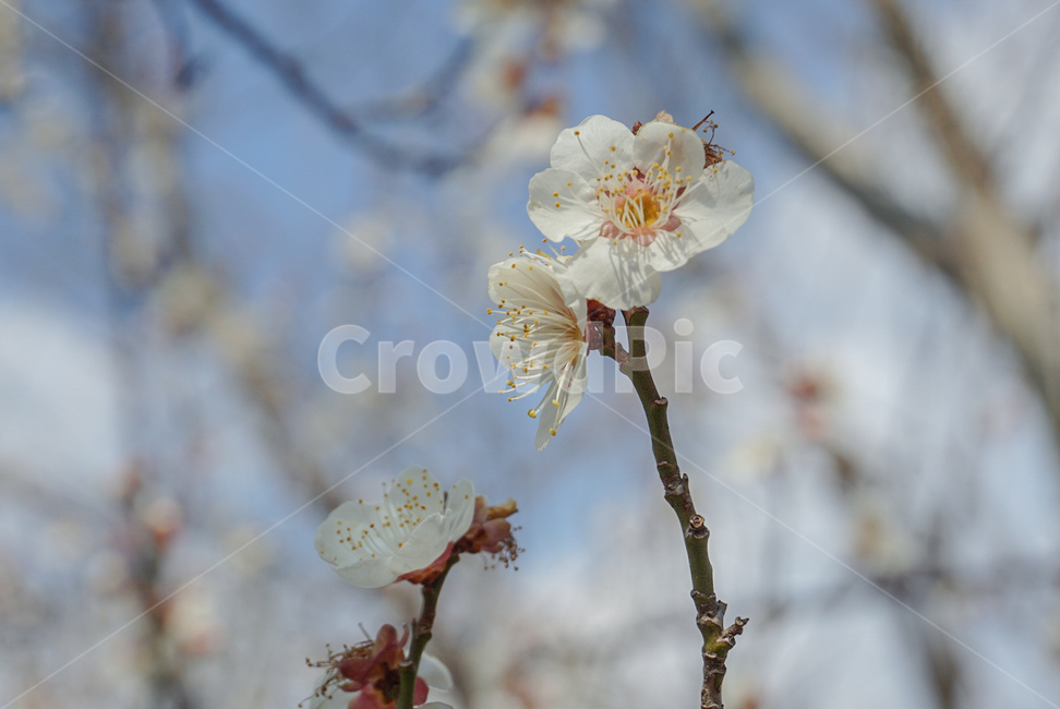 매화,매실나무,봄꽃,식물,꽃,flower,흰색,봄,계절,spring,season,식물,자연,plants,nature,꽃,flower,plant