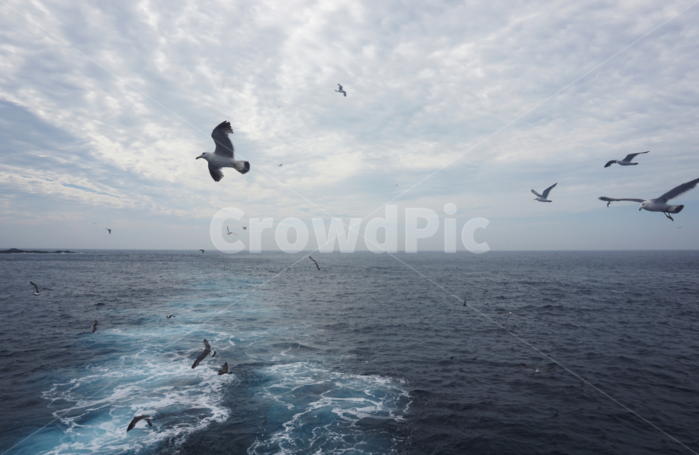 바다,한국,동해,갈매기,theeastsea,sea,여름,파랑,하늘,blue,관광,seagull,자연
