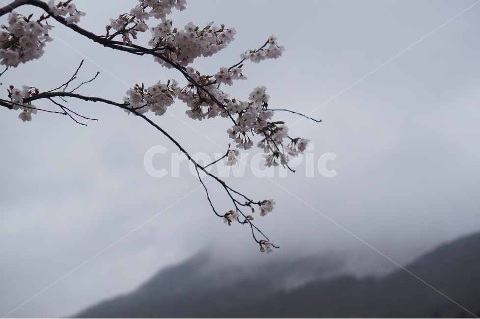 산,벚꽃,풍경,구름,봄,흐림,봄,계절,spring,season,식물,자연,plants,nature,꽃,flower,plant
