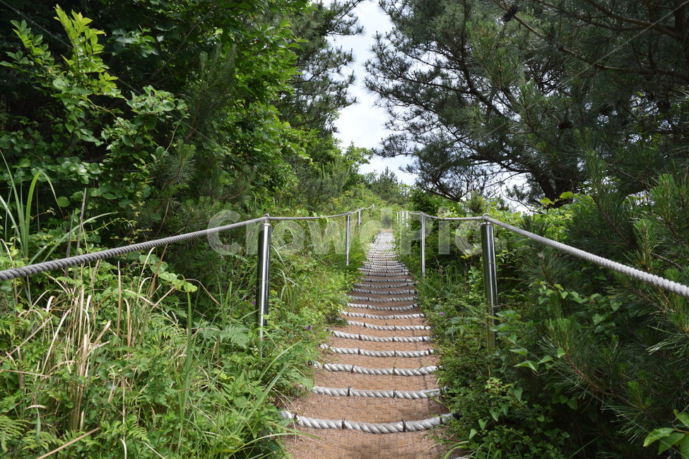 제주도,오름,오르막길,풀숲,계단