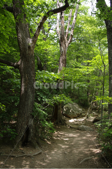 산,길,나무,숲,초록,자연,풍경,nature,landscape,path,통로,tree,tree trunk,나무 줄기,plant,식물