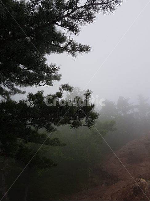 설악산,산,자연,풍경,나무,안개자욱,설악산정상,안개,설악산안개,숲,숲속안개,바위,돌