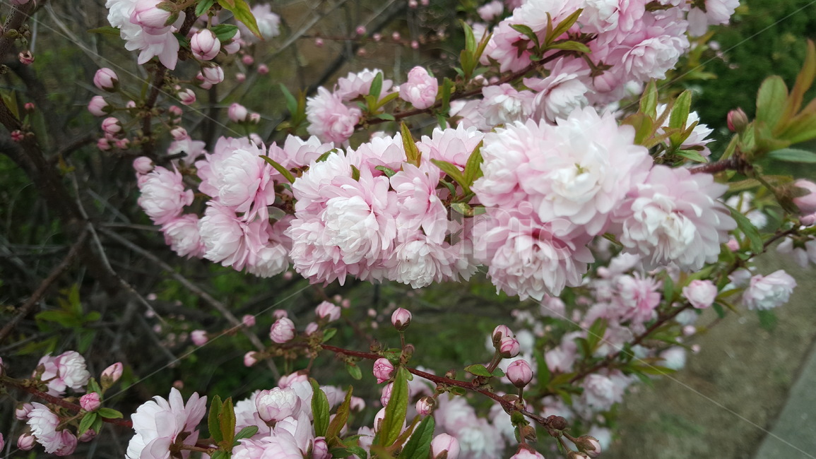 봄,봄꽃,자연,식물,꽃,봄,계절,spring,season,식물,자연,plants,nature,꽃,flower,plant,blossom