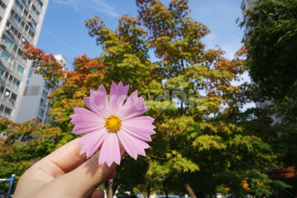 가을,코스모스,꽃,식물,plant,person,human,꽃,flower