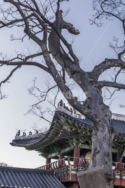세계문화유산,문화재,국민관광지,수원행궁,고목,고궁,기와,한국전통,한국문화,korean traditional,korean culture,건축물,건물외관,exterior,building,structure,architecture,construction