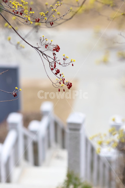 봄,꽃,산수유,노랑,봄날,봄이미지,예쁜,식물,화려한,배경,바탕,아름다운,자연,빨간,열매,spring,flowers,beautiful,nature,plants,yellow,red,식물,자연,plants,nature,꽃,flower