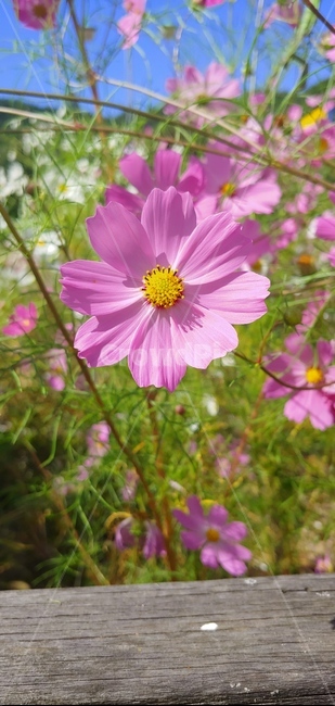 코스모스,분홍꽃,꽃,분홍색,분홍,아름다움,꽃밭,식물,자연,plants,nature,꽃,flower