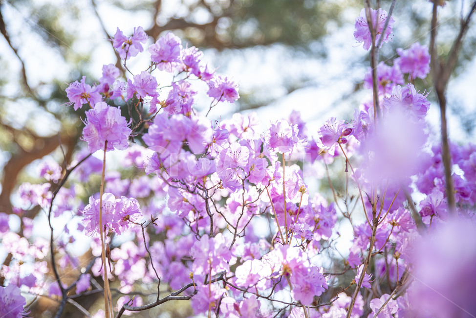 진달래,봄꽃,핑크,분홍,꽃나무,spring,봄,plant,식물,식물,자연,plants,nature,꽃,flower