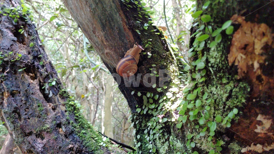 나무,제주숲,자연,콩짜개덩굴,달팽이,nature