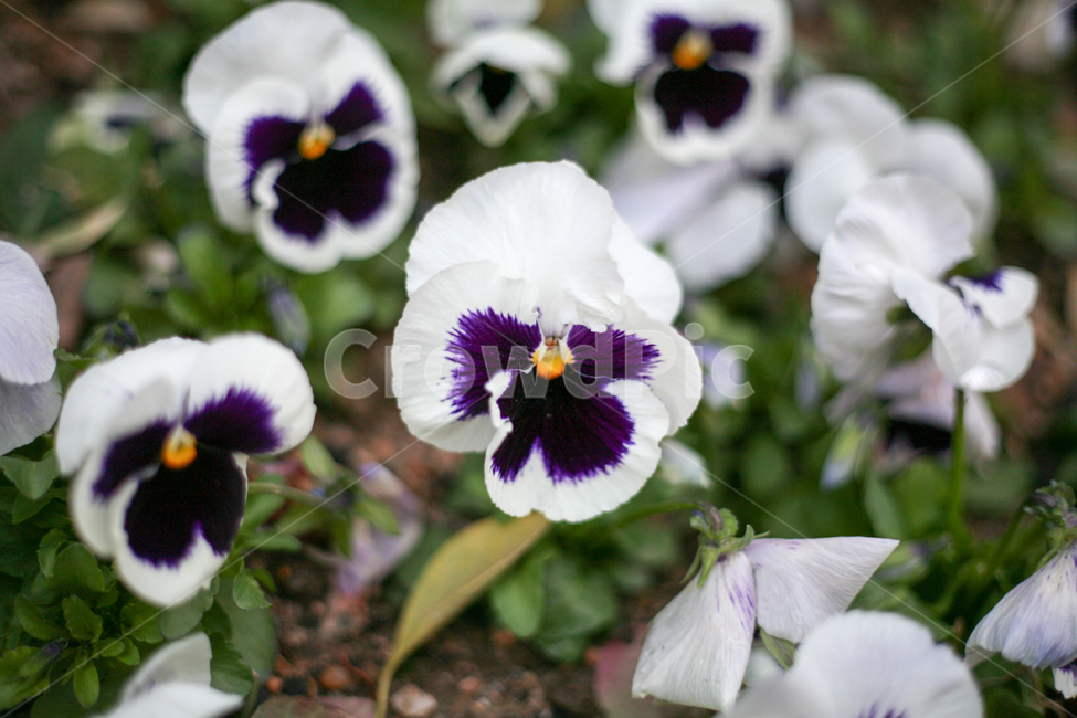 pansy,팬지,흰색팬지,보라색팬지,꽃,봄,봄날,봄꽃,화단,봄화단꽃,자연,식물,plants,nature,flower,spring,아웃포커싱,공원,식물,자연,plants,nature,꽃,flower