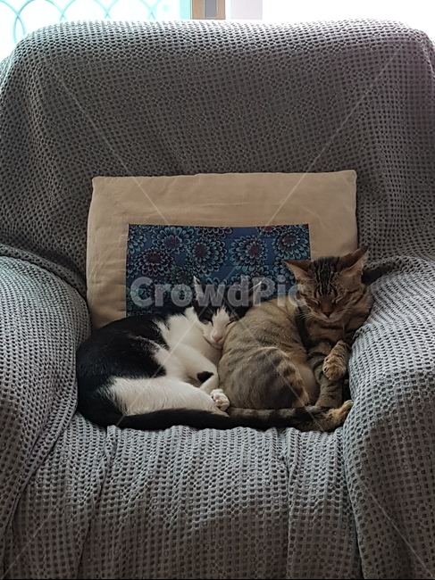 벵갈,코숏,고양이,갈색,검정색,흰색,잠자기,동물,animal,포유류,mammal,고양이,cat,kitten,kitty