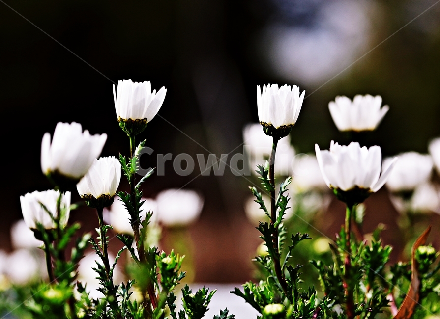 꽃,식물,공원,자연,배경,식물,자연,plants,nature,꽃,flower