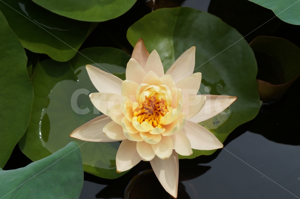 연꽃,연꽃축제,고성,꽃,꽃사진,식물,자연,plants,nature,꽃,flower