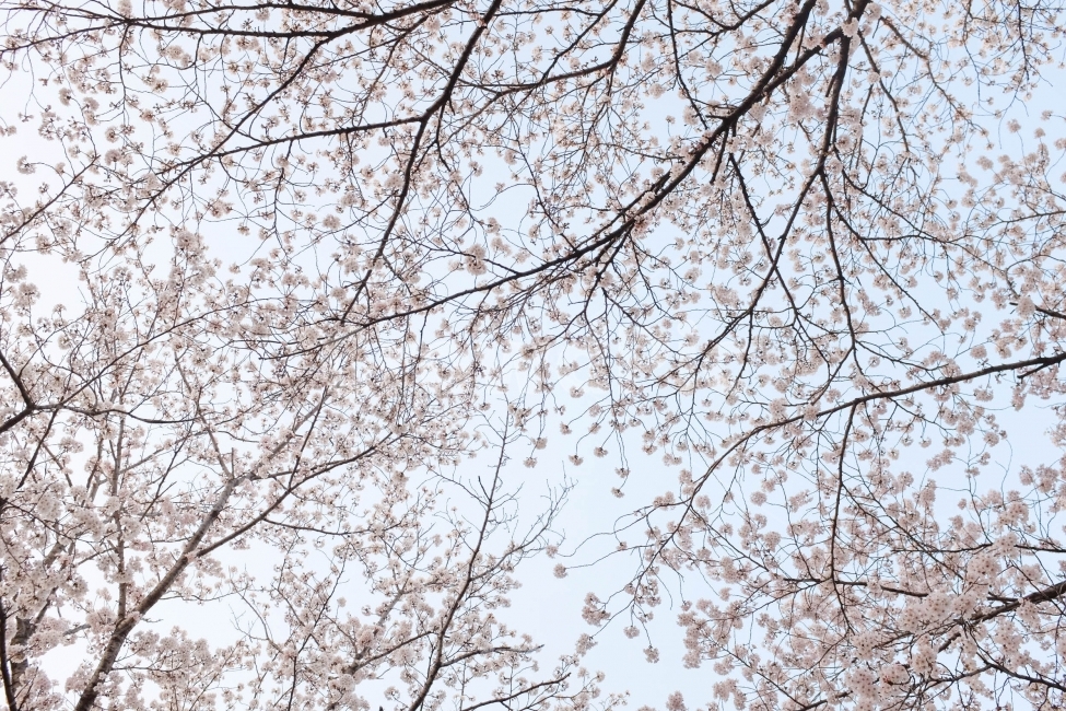 사진,컨셉,봄,벚꽃,벚꽃세상,벚꽃놀이,꽃,풍경,자연,경치,계절,따뜻한,설렘,핑크,사랑,감성사진,배경화면,화사한,거리,길,공원,봄,계절,spring,season,식물,자연,plants,nature,나무,trees,wood,plant,tree