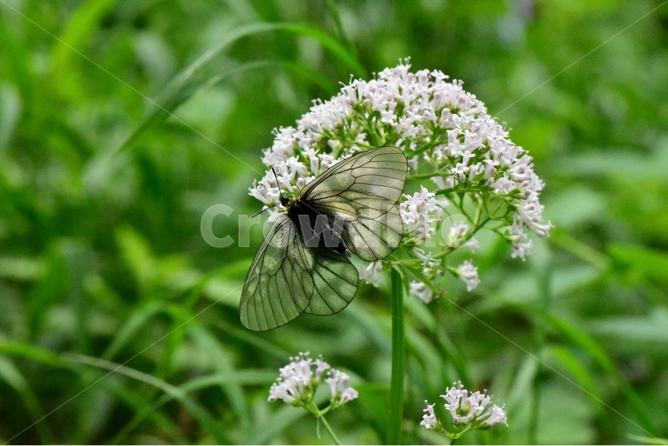 쥐오줌풀,모시나비,야생화,꽃,식물,자연,생태,플라워,flower,plants,nature,나비,식물,자연,plants,nature,꽃,flower,동물,animal,곤충,벌레,insect,bug