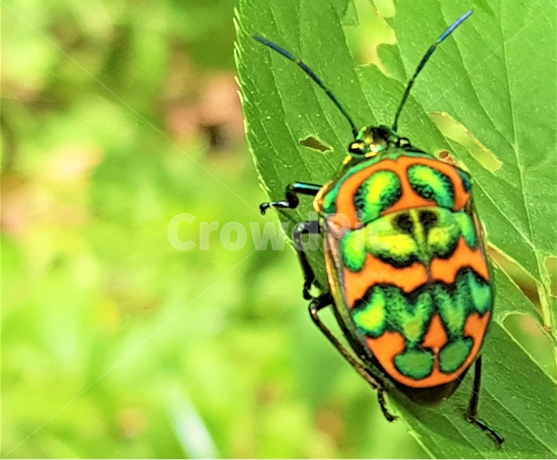 자연,무당별레,곤충,색상,벌레,동물,animal,곤충,벌레,insect,bug