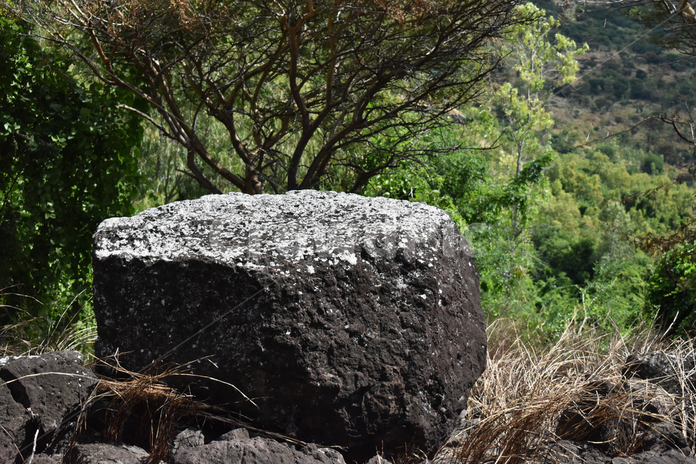 숲속의바위,바위,숲,rock,forest