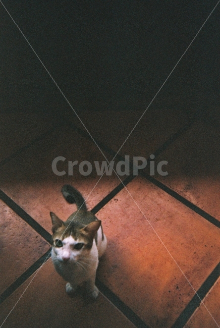 고양이,필카,필름카메라,감성,색감,타일,냥이,동물,동물,animal,포유류,mammal,고양이,cat,kitten,kitty,감성,sensible,feeling