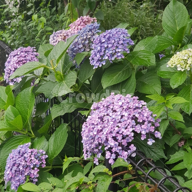 수국,일본수국,수국다발,연보라색꽃,꽃