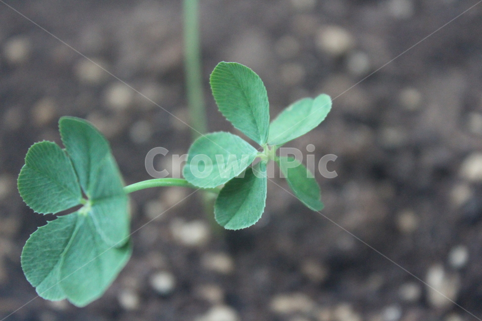 plant,식물,leaf,크로버,5잎