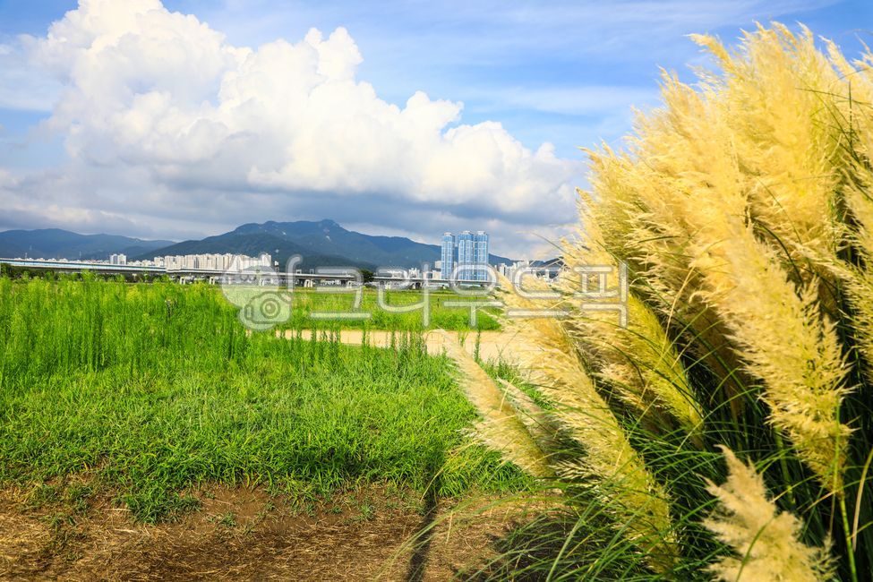 팜파스그라스,팜파스,갈대,갈색,pampasgrass,pampas,brown