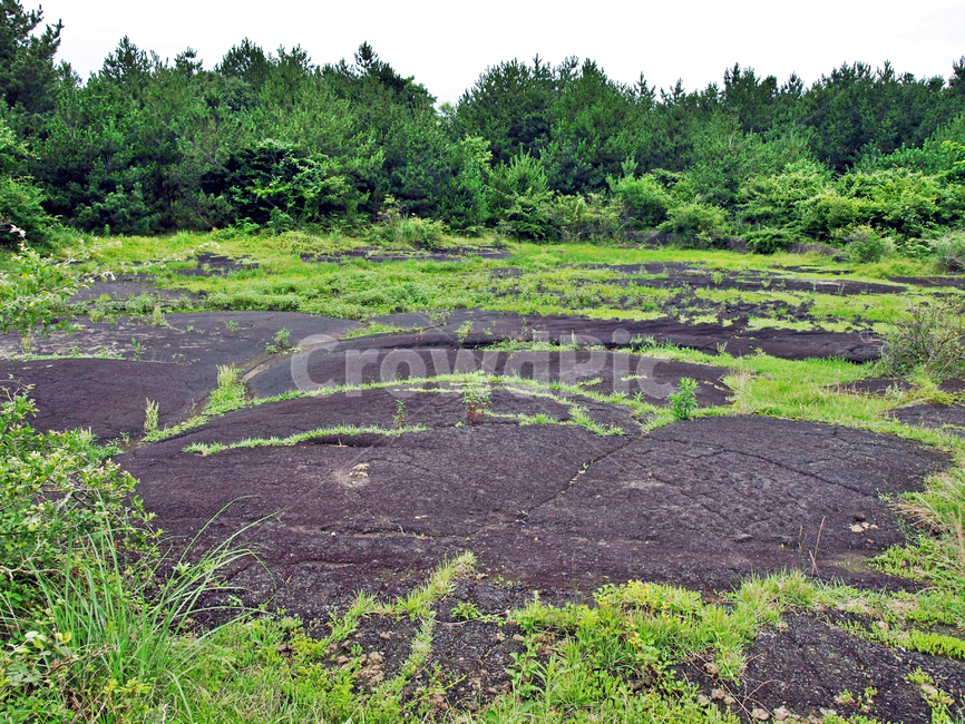 벌러진동산,용암,화산석,제주,올레19코스,올레길,곶자왈,자연,풍경,nature,landscape,land,땅,outdoors,옥외