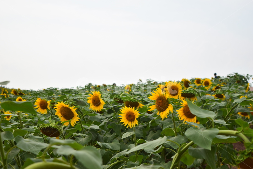 해바라기밭,해바라기,sunflower,flower,노랑,초록,yellow,green,식물,자연,plants,nature,꽃,flower