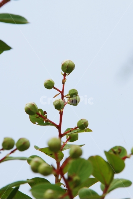 식물,나무,자연,배롱나무,꽃봉오리,백일홍나무,식물,자연,plants,nature