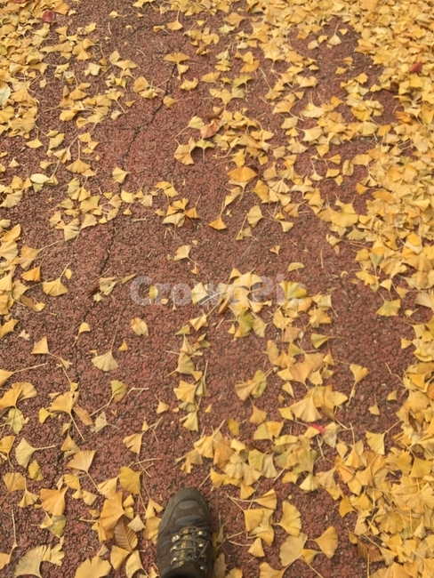 낙엽,은행나무,은행,가을,등산화,인도,산책,가을,계절,fall,autumn,season,ground,바닥