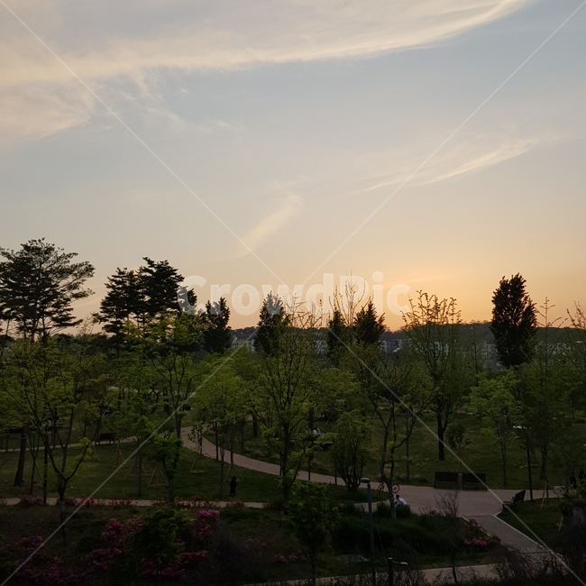 tree,나무,plant,식물,abies,아비,전나무,outdoors,옥외,nature,자연,공원,산책길,자전거도로,자전거,하늘,가을산책,휴가,여유,도심,도심공원,노을,자연,풍경,nature,landscape,fir