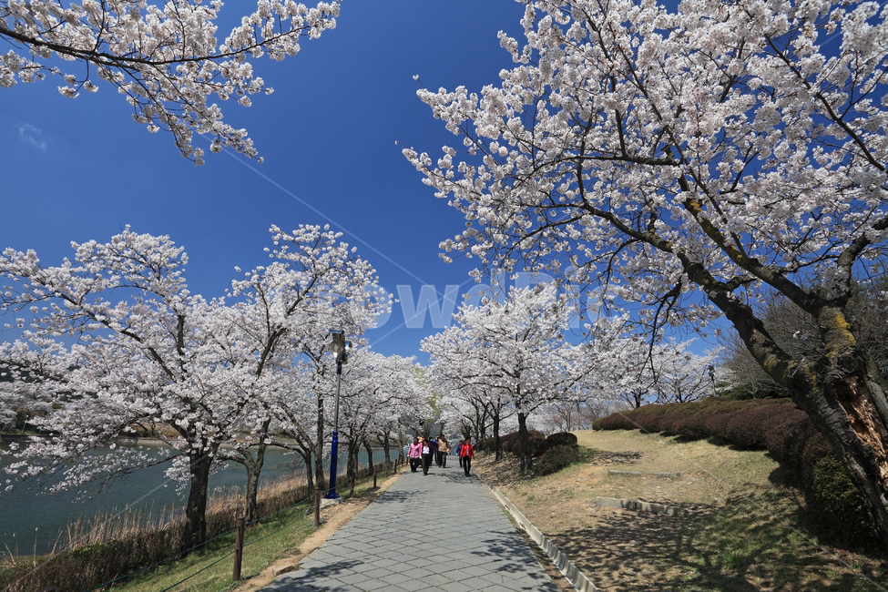 Outing,Gyeongbuk,scenery,Cherry blossoms,spring,spring flowers,beautiful,Gyeongsangbukdo,road,cherry trees,twig,season,attractions,resort,Bomun Tourist Complex,park,Korea,sky,waterside,nature,Gyeongjusi,Bomun Lake,tree,water,Gyeongju,cherry blossom road,b