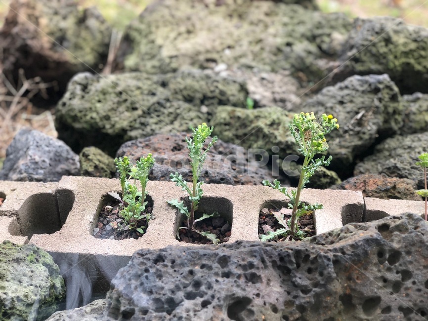 plant,식물,벽돌,돌,제주도,제주,jeju,jejudo