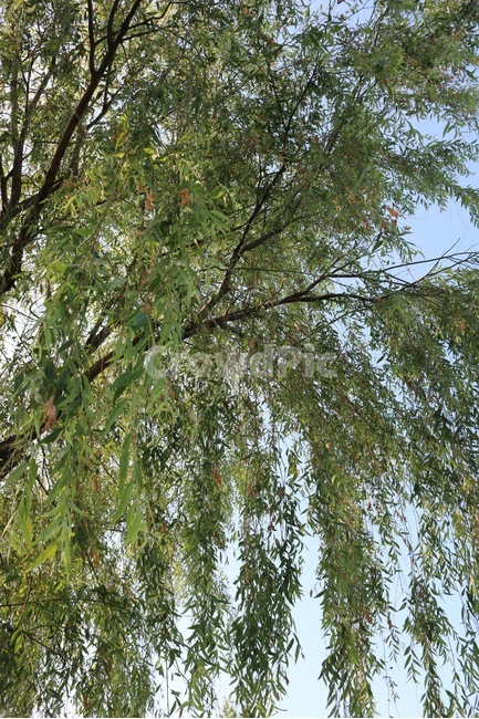 버드나무,나무,식물,하늘,자연,초록,하늘색,willows,tree,plants,sky,nature,green,skyblue,yanagiki,ki,shokubutsu,sora,midori,sorairo,식물,자연,plants,nature,나무,trees,wood