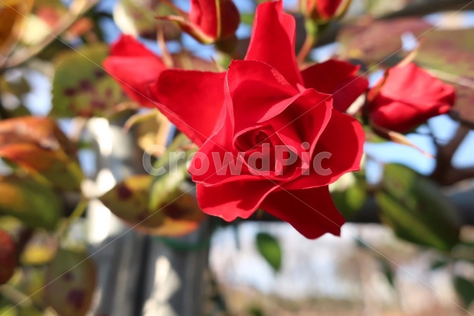 장미,꽃,자연,붉은꽃,식물,개화,rose,식물,자연,plants,nature,꽃,flower