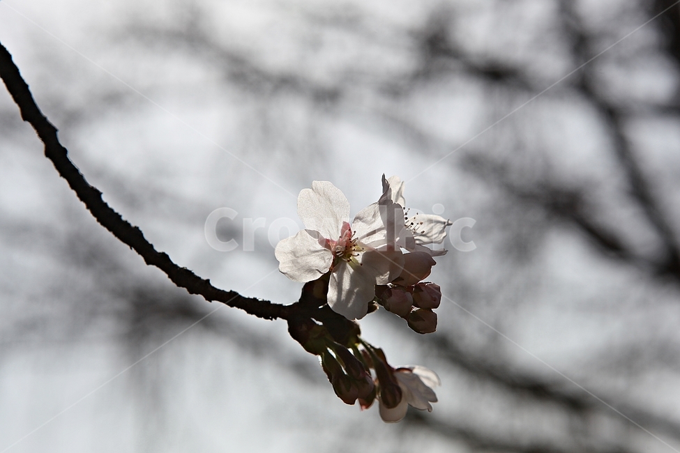 벅꽃,벗나무,벗꽃잎,봄꽃,꽃잎,식물,자연,공원,식물,자연,plants,nature,꽃,flower