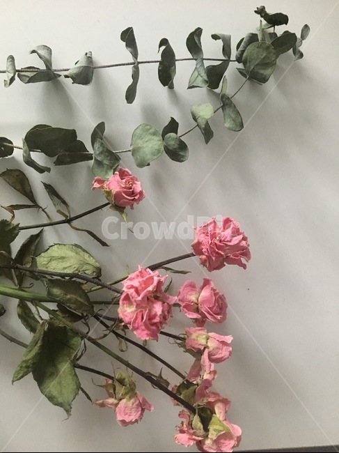 장미,꽃,자연,드라이플라워,유칼립투스,꽃,flower