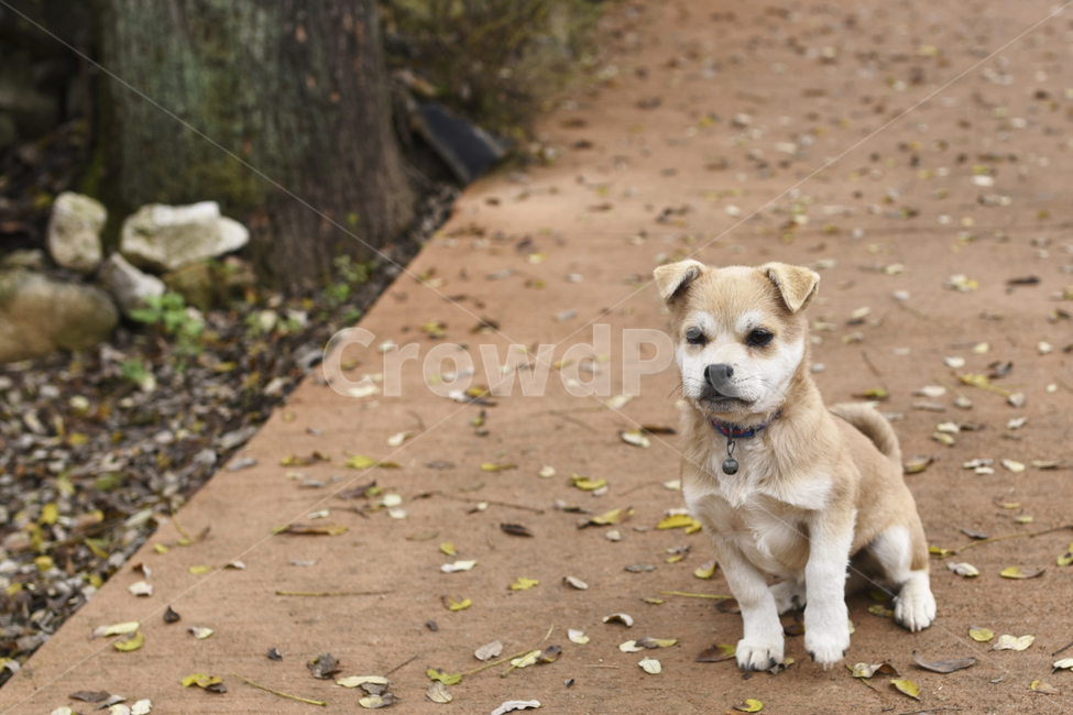 강아지,개,시골,친근함,누렁이,동물,animal,포유류,mammal,개,강아지,dog,doggy