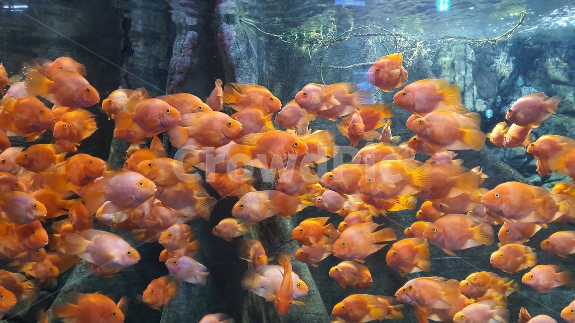fish,물고기,goldfish,금붕어,동물,aquarium,아쿠아리움