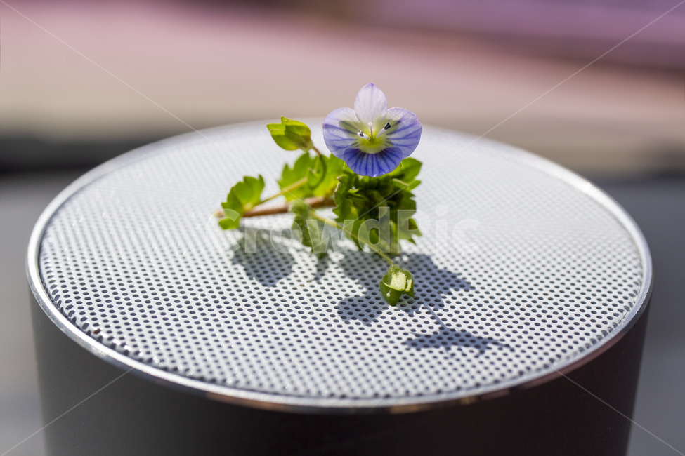 plant,꽃,백그라운드,봄꽃,야생화,큰개불알풀,녹색,잎,줄기,스피커,동그라미