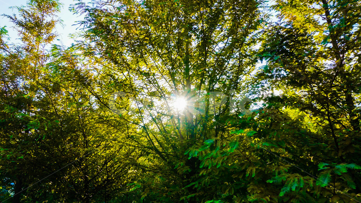 역광,숲,초록색,나무,햇빛,자연,풍경,nature,landscape,flare,플레어,light,빛,sunlight,vegetation,초목,plant,식물