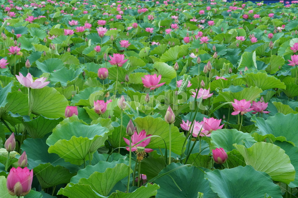 연꽃,련꽃,수련과,담수초,수중식물,식물,lotus,수초